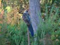 Crimson Rosella